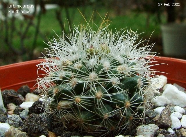 Turbinicarpus _knuthianus_ 01